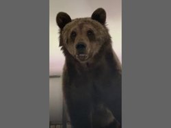 Изъятой в Саратове медведице помогают справиться со стрессом угощениями