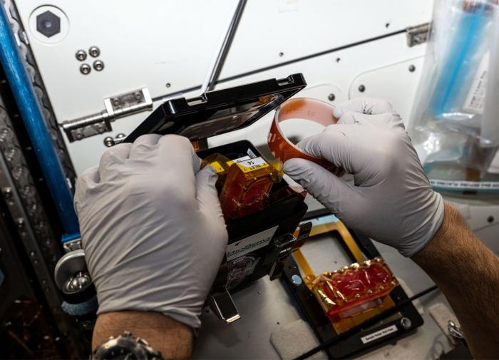 NASA рассказала об экспериментах с органоидами головного мозга на МКС